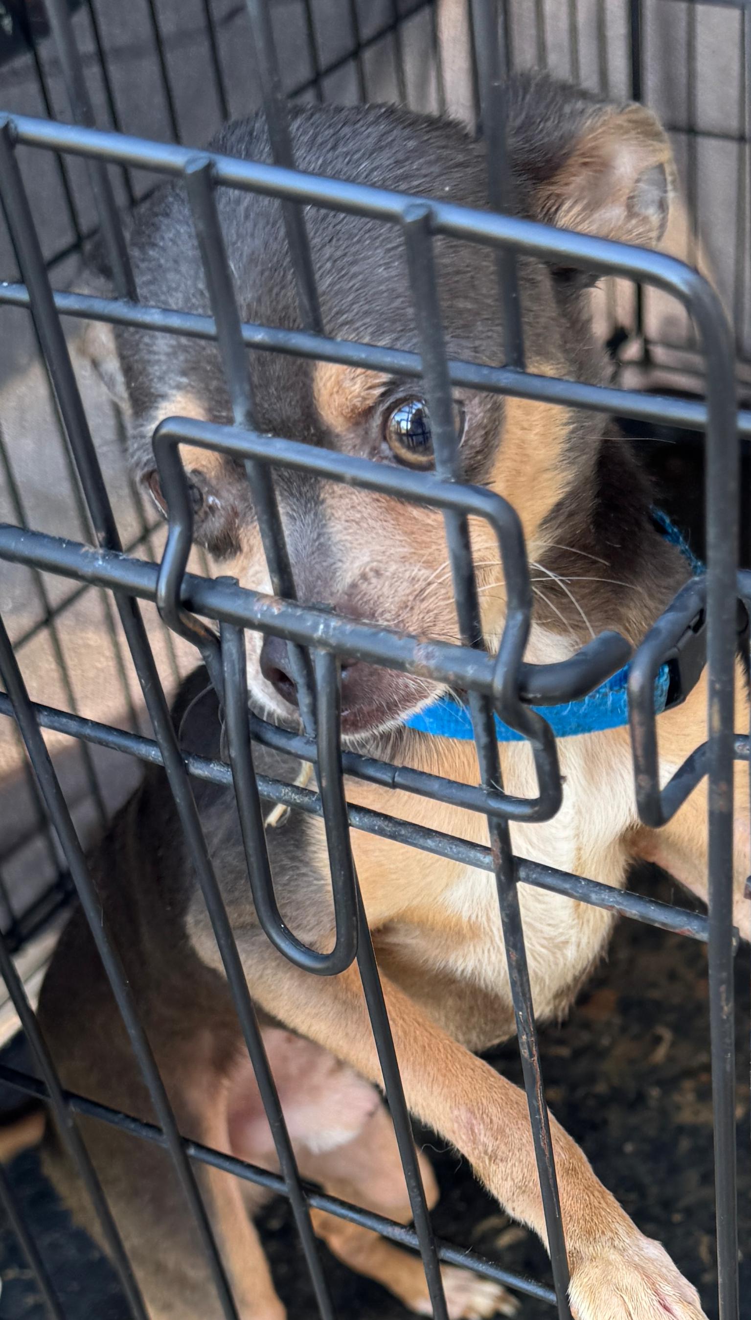 Baby, adopted, Adult Male Chihuahua.