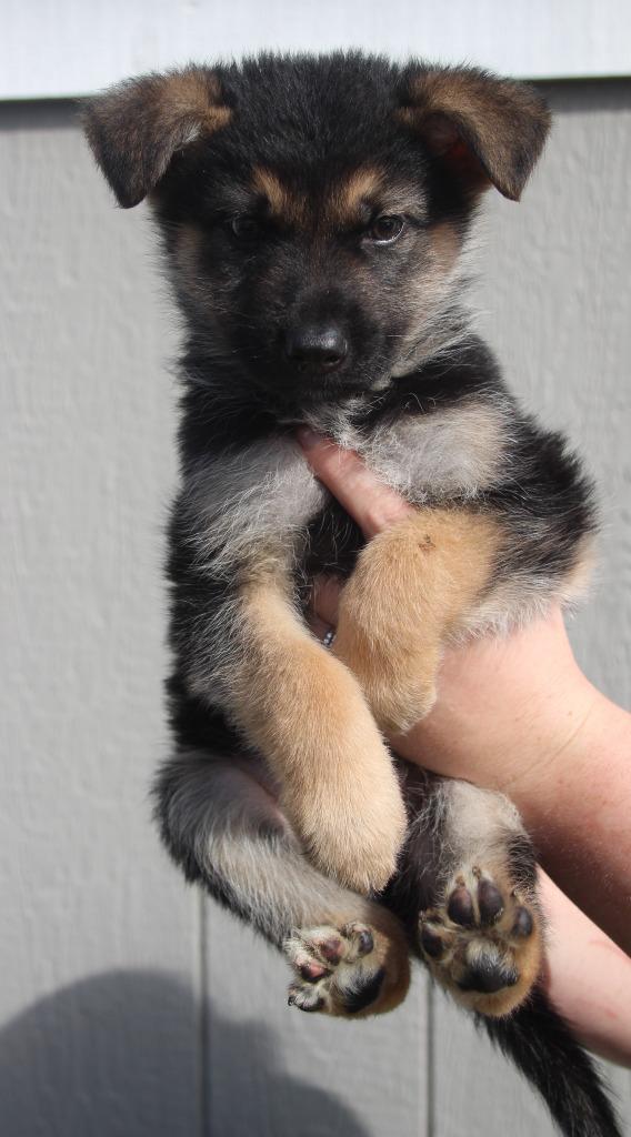 Ohau, Adoptable, Puppy Male Shepherd & Terrier.