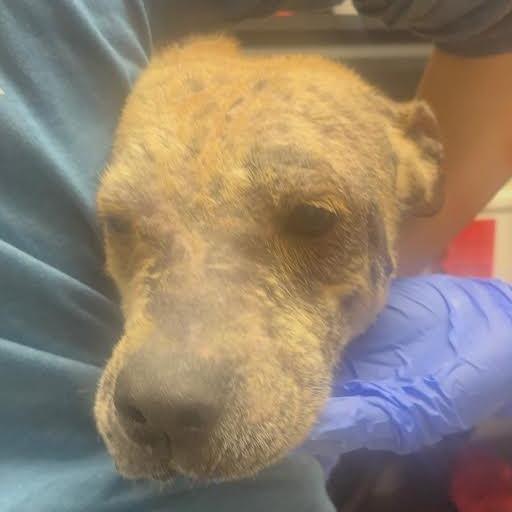 Shimmer, Adoptable, Senior Female Labrador Retriever & Mixed Breed.