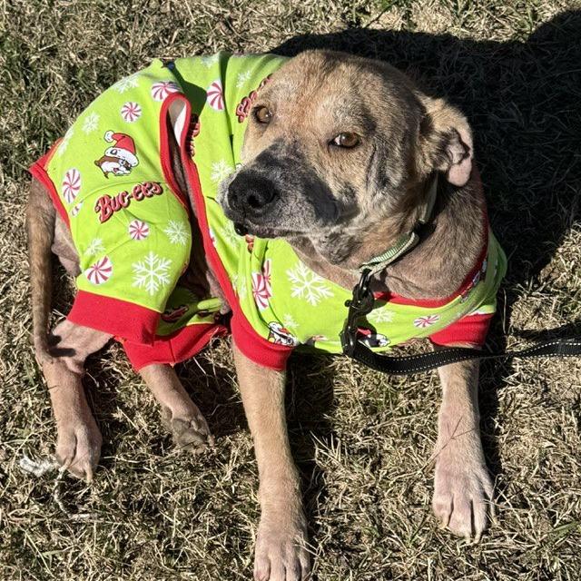 Shimmer, Adoptable, Senior Female Labrador Retriever & Mixed Breed.