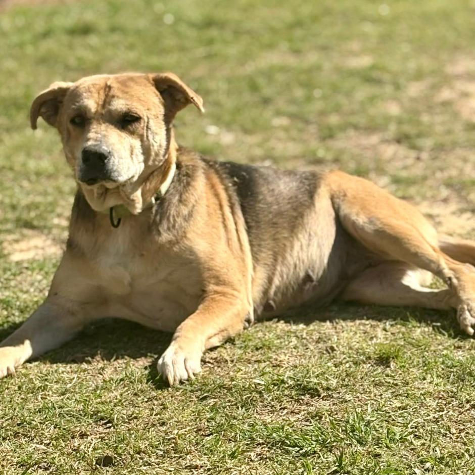 Enlarge Shimmer, a Adoptable mixed breed in Marshall, TX image 2/5