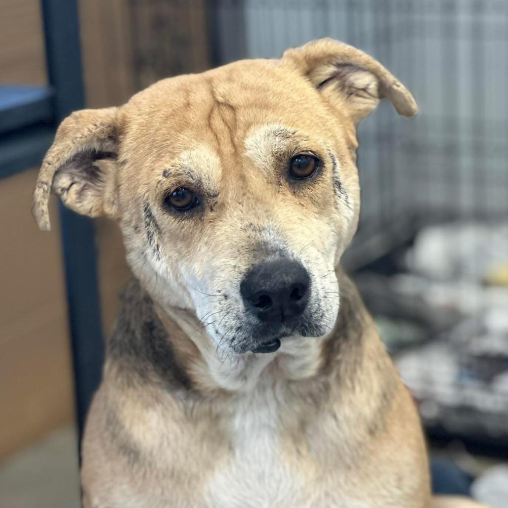 Enlarge Shimmer, a Adoptable mixed breed in Marshall, TX image 3/6