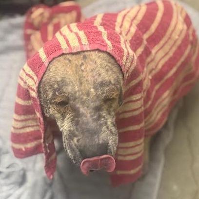 Enlarge Shimmer, a Adoptable mixed breed in Marshall, TX image 4/6