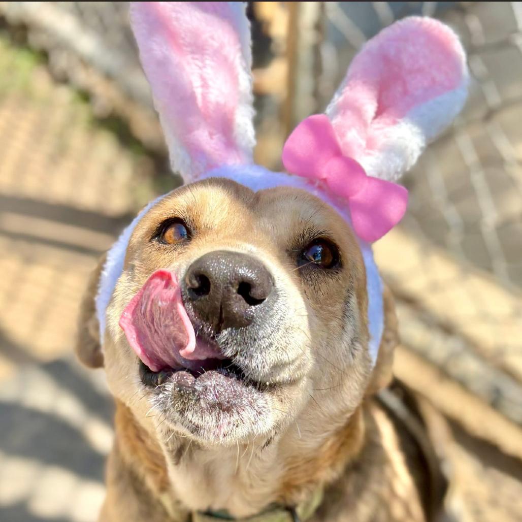 Enlarge Shimmer, a Adoptable mixed breed in Marshall, TX image 4/5