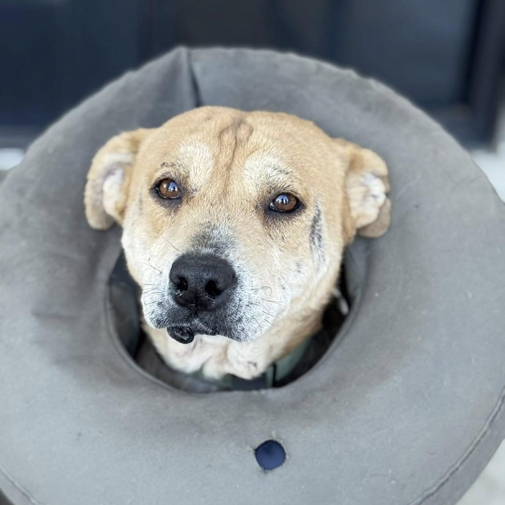 Enlarge Shimmer, a Adoptable mixed breed in Marshall, TX image 5/6