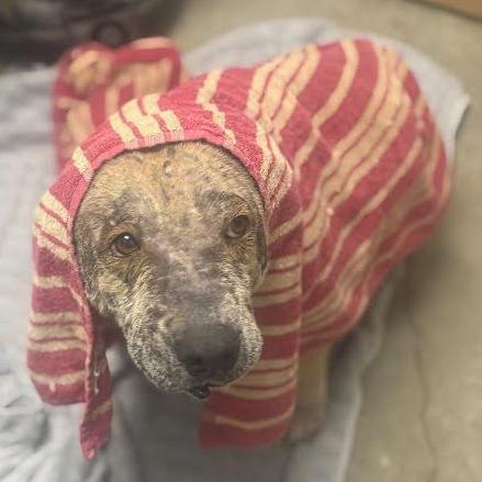 Enlarge Shimmer, a Adoptable mixed breed in Marshall, TX image 6/6