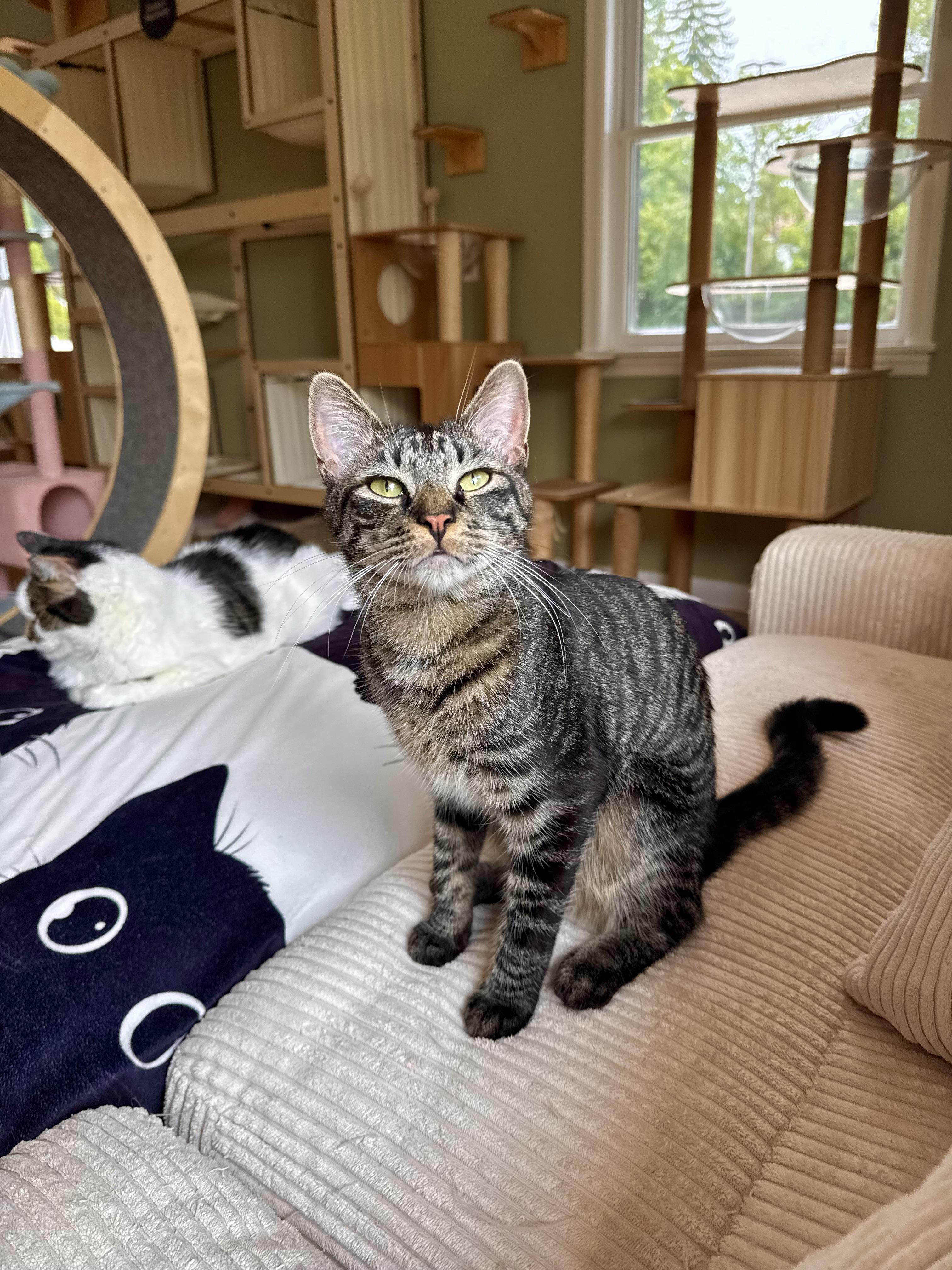 Jack, an adopted Domestic Short Hair in Ramsey, NJ image 3/6