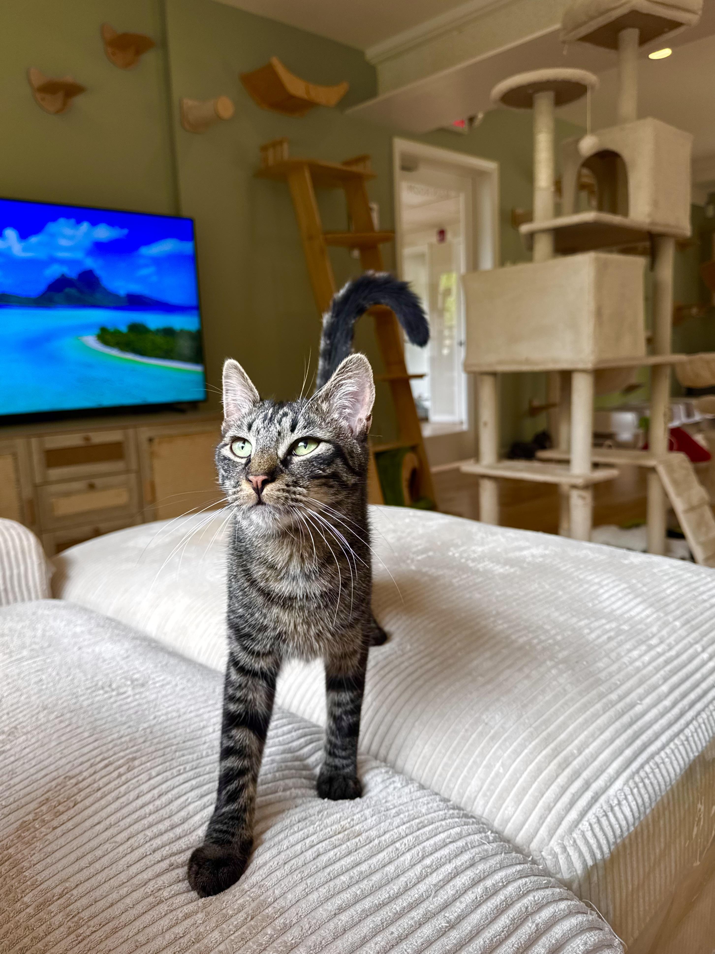 Jack, an adopted Domestic Short Hair in Ramsey, NJ image 5/6