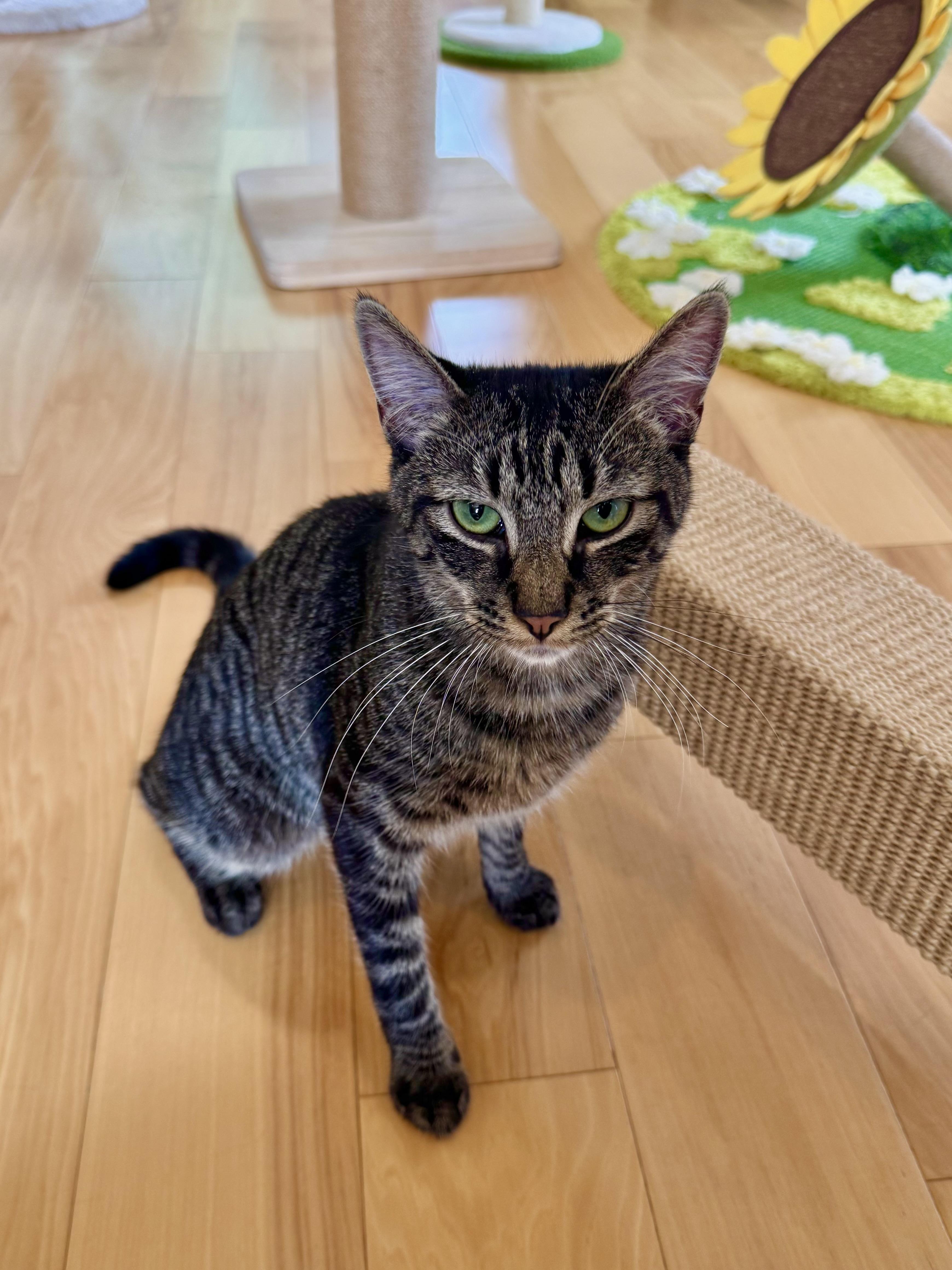 Jack, an adopted Domestic Short Hair in Ramsey, NJ image 2/6