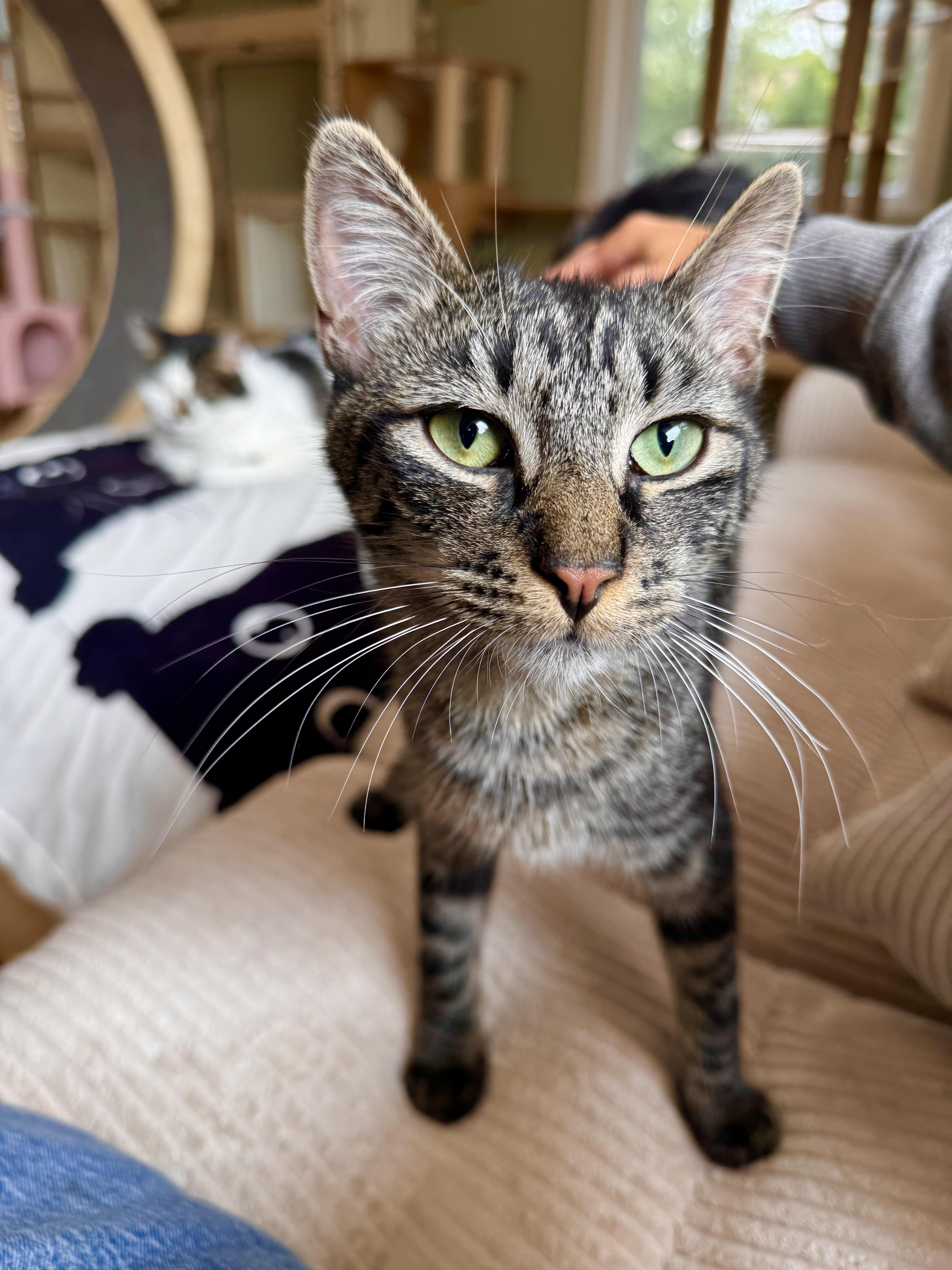 Jack, adopted, Young Male Domestic Short Hair.
