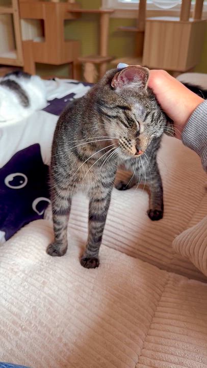 Enlarge Jack, an adopted Domestic Short Hair in Ramsey, NJ video 6/6