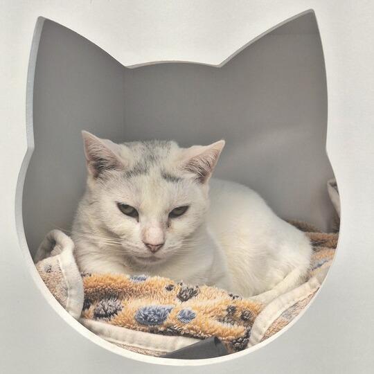 Mama, a Adoptable Domestic Short Hair in Boston, MA image 1/5