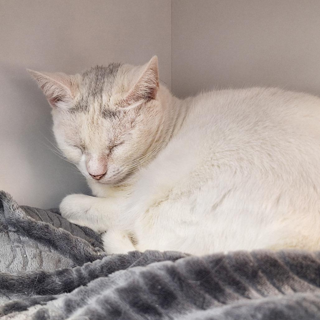 Mama, a Adoptable Domestic Short Hair in Boston, MA image 2/5