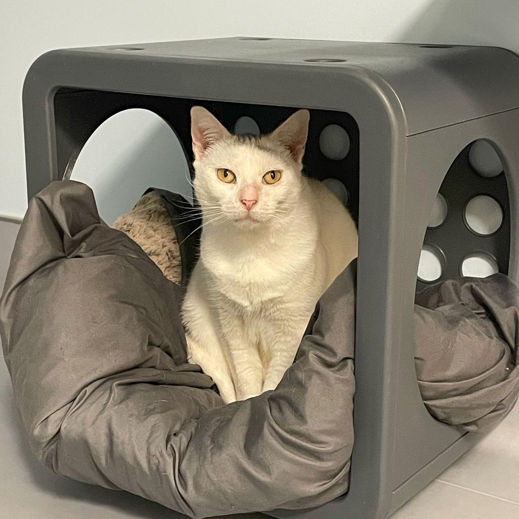 Mama, a Adoptable Domestic Short Hair in Boston, MA image 3/5