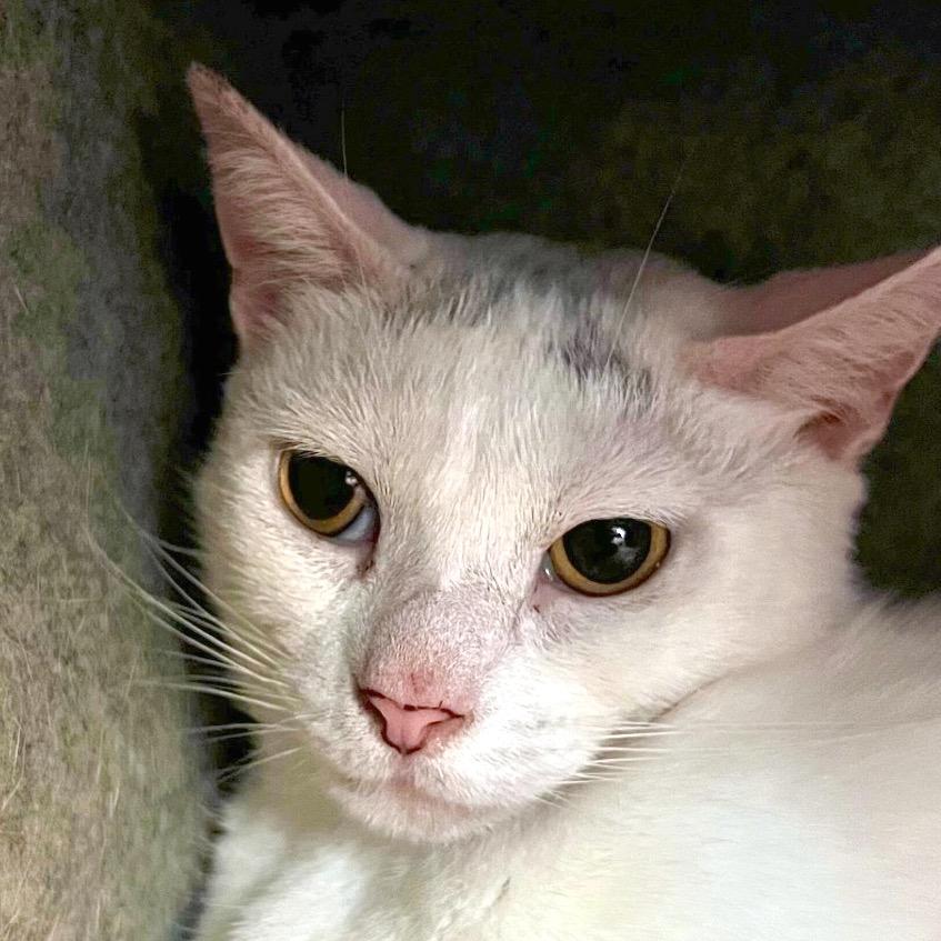 Mama, a Adoptable Domestic Short Hair in Boston, MA image 4/5