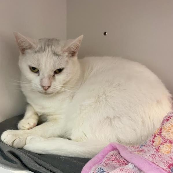 Mama, a Adoptable Domestic Short Hair in Boston, MA image 5/5