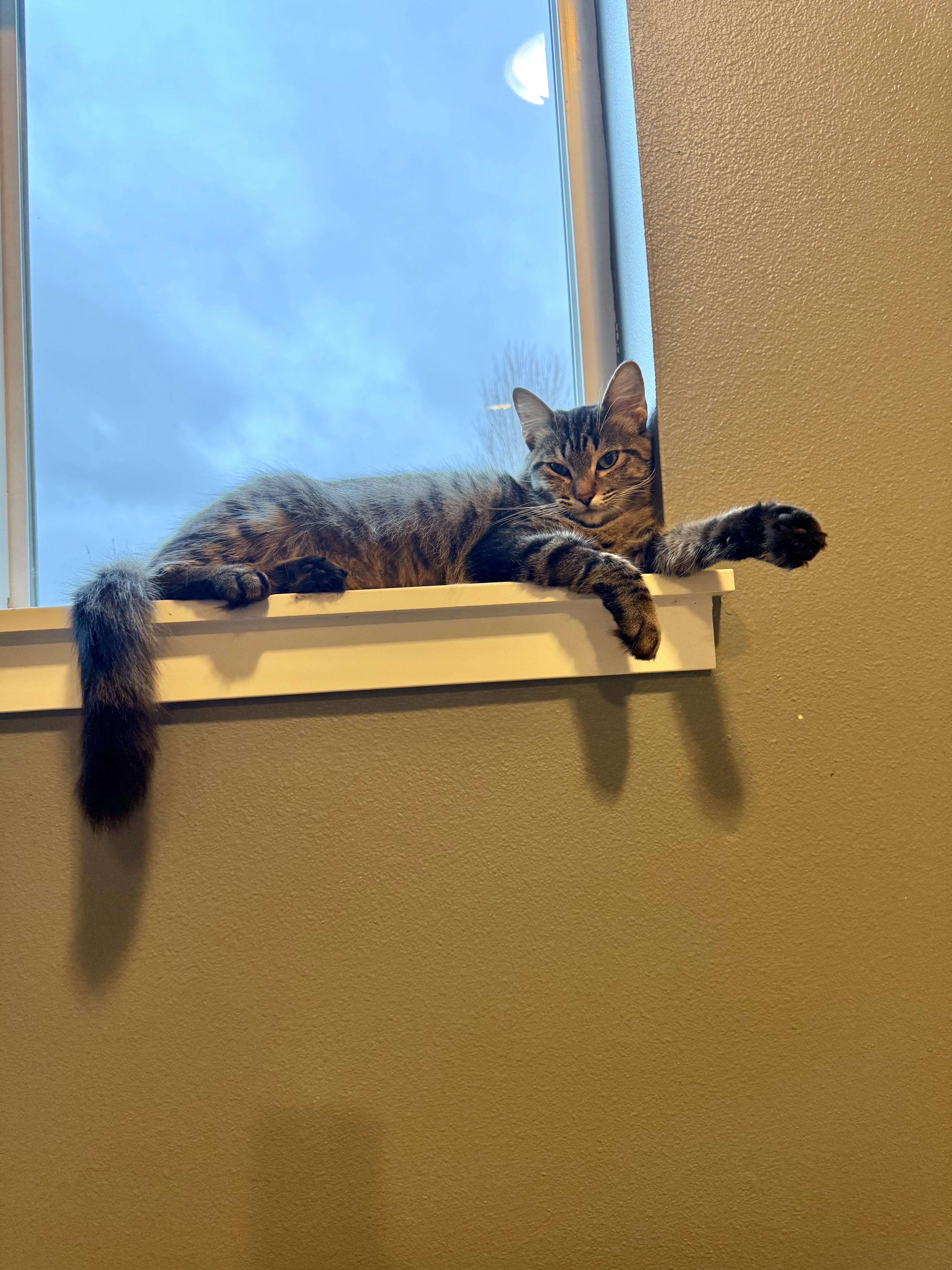 Mali, Adoptable, Young Female Domestic Short Hair.