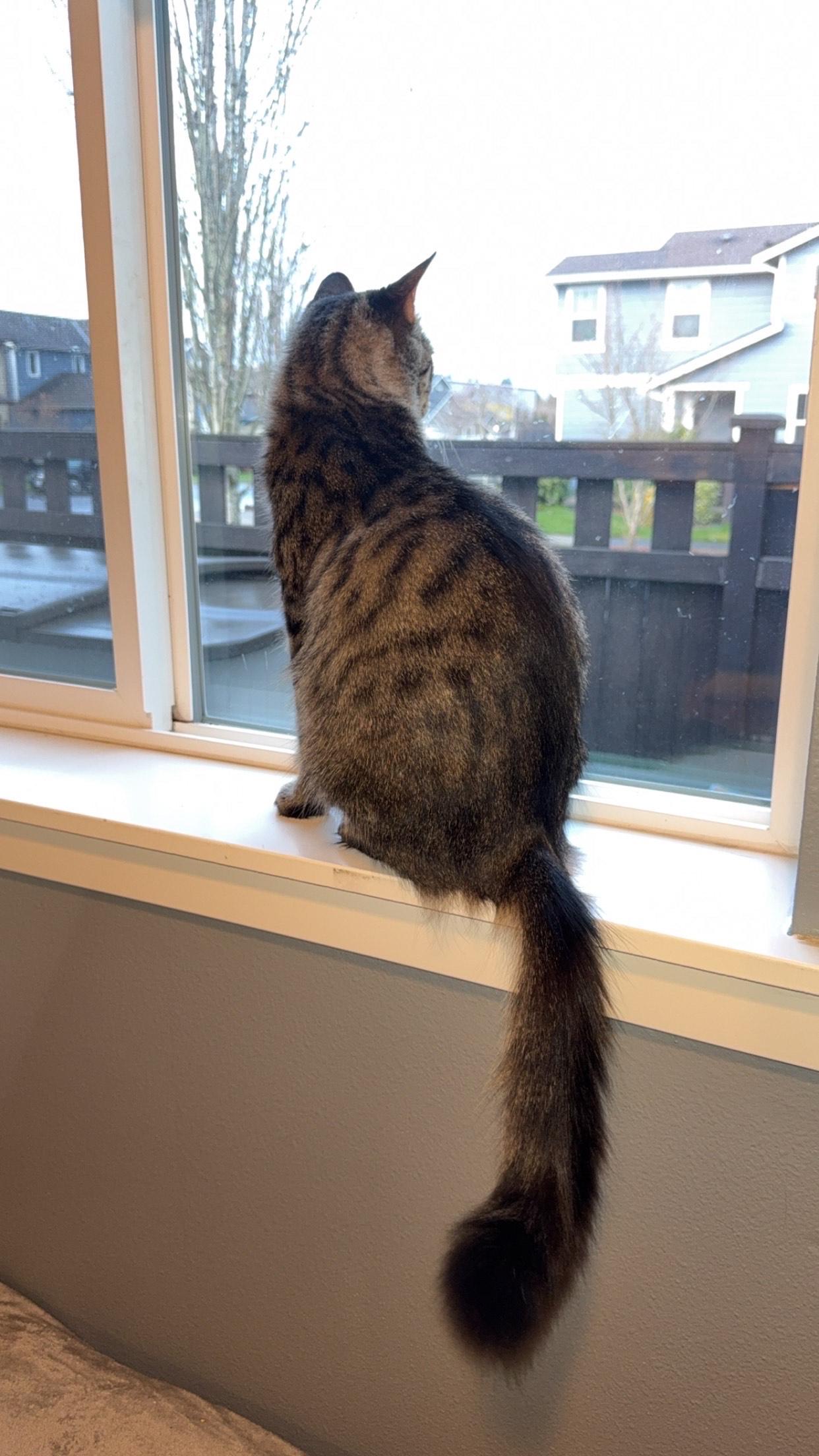 Mali, Adoptable, Young Female Domestic Short Hair.