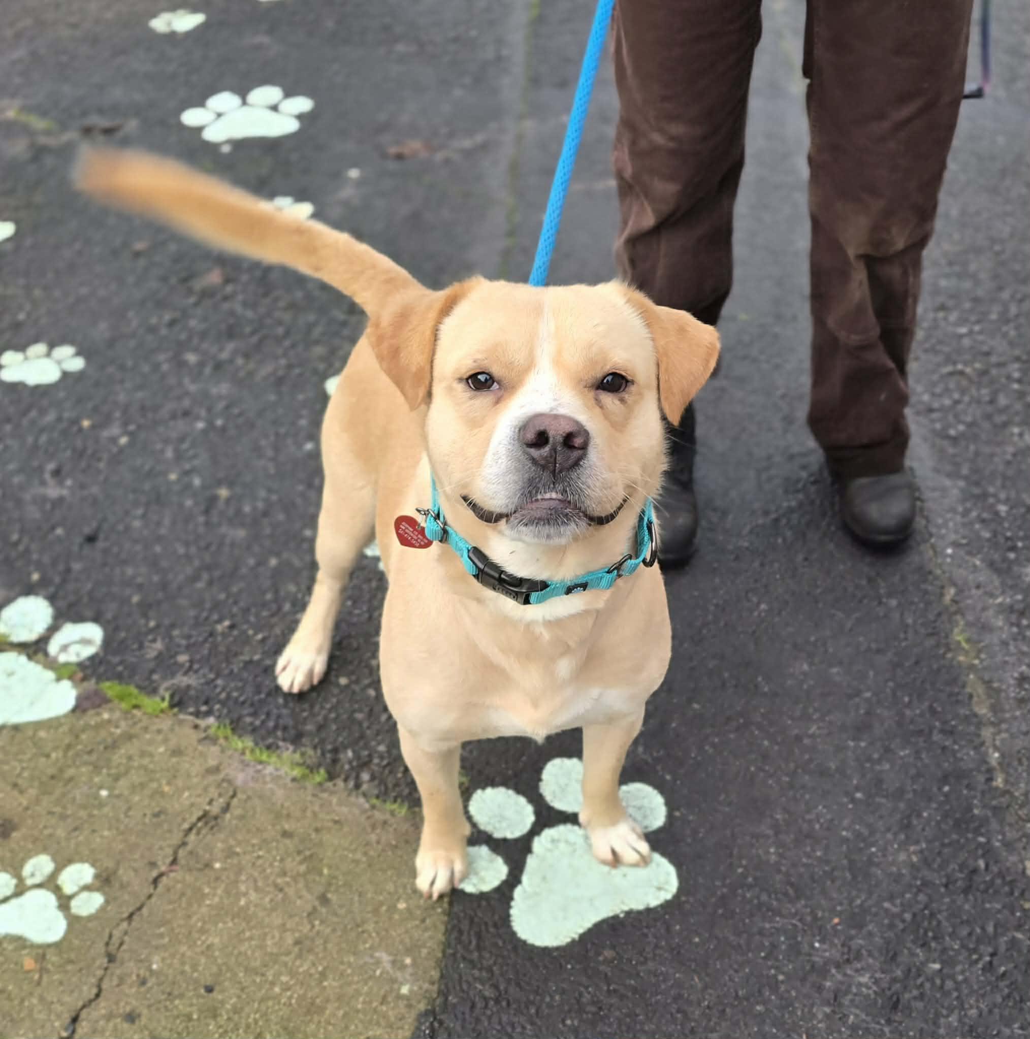 Enlarge Beef, a ADOPTABLE mixed breed in Grants Pass, OR image 1/3