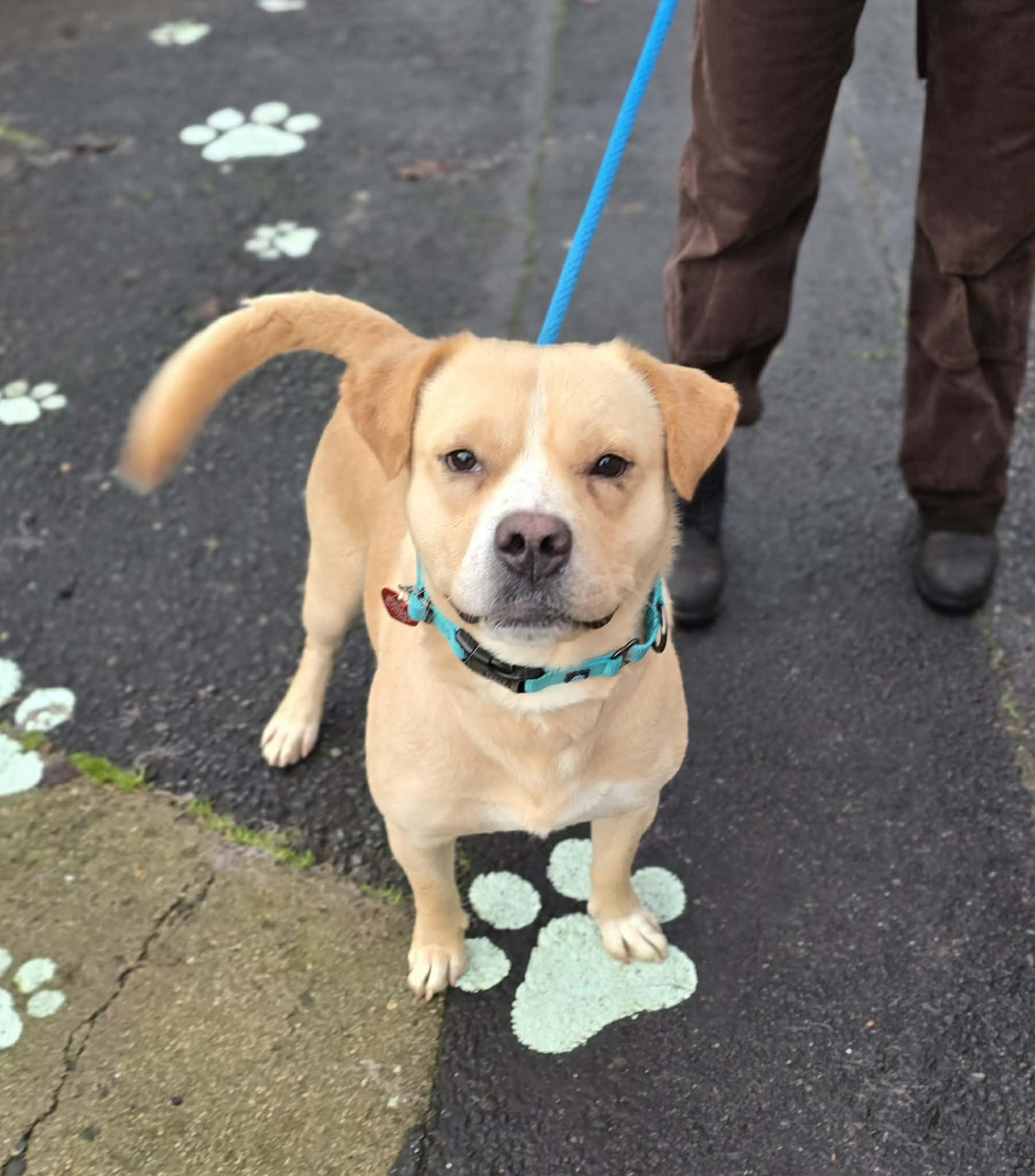 Enlarge Beef, a ADOPTABLE mixed breed in Grants Pass, OR image 2/3