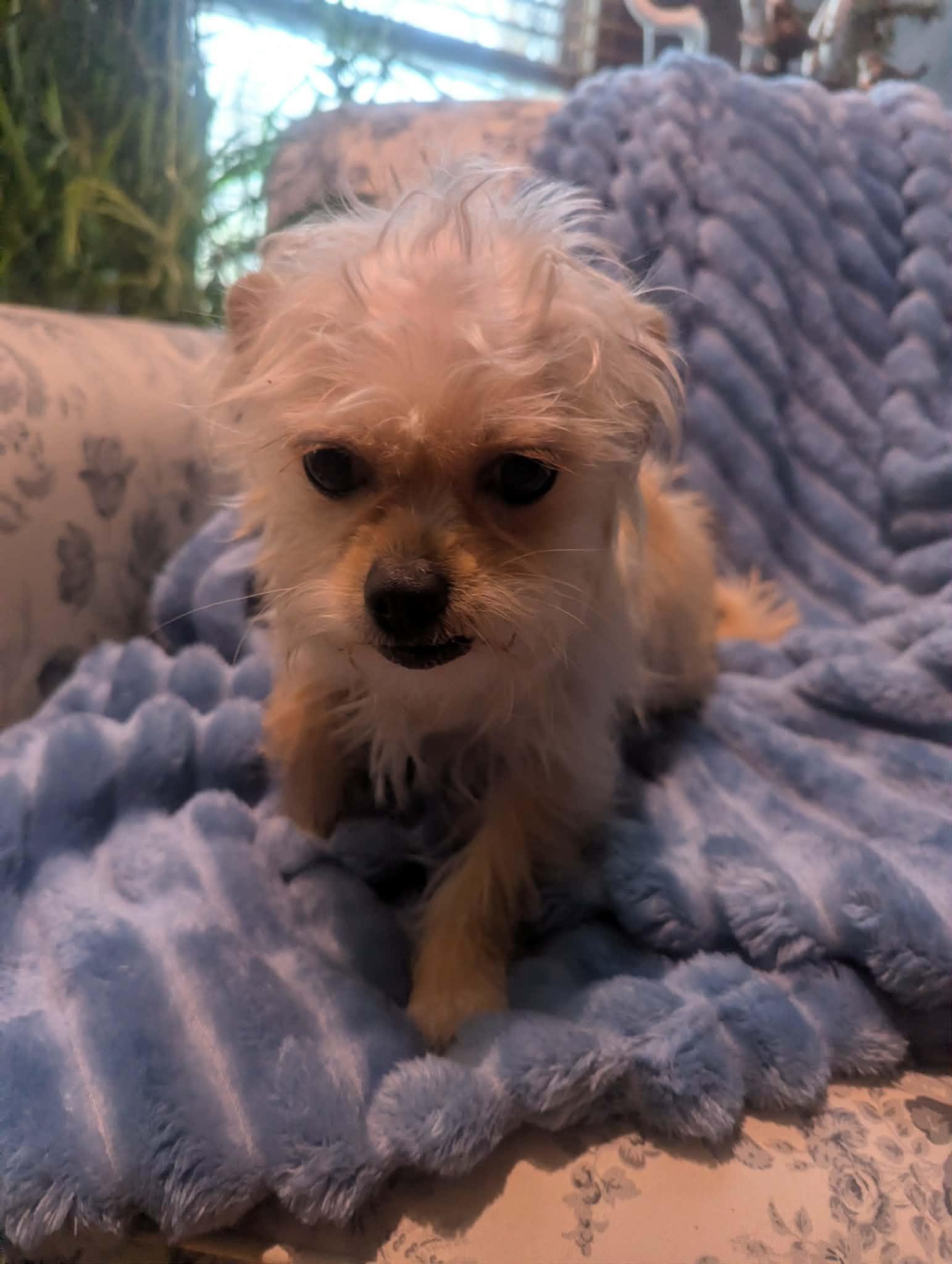 Adele, ADOPTABLE, Young Female Maltese & Yorkshire Terrier.