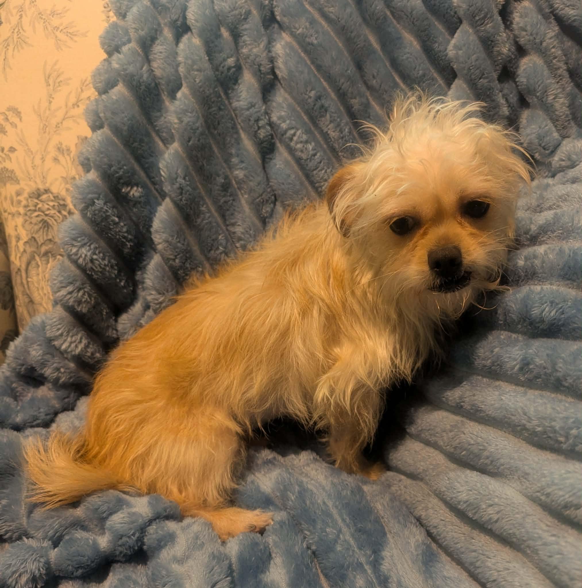 Adele, a ADOPTABLE mixed breed in Yorkville, IL image 2/4