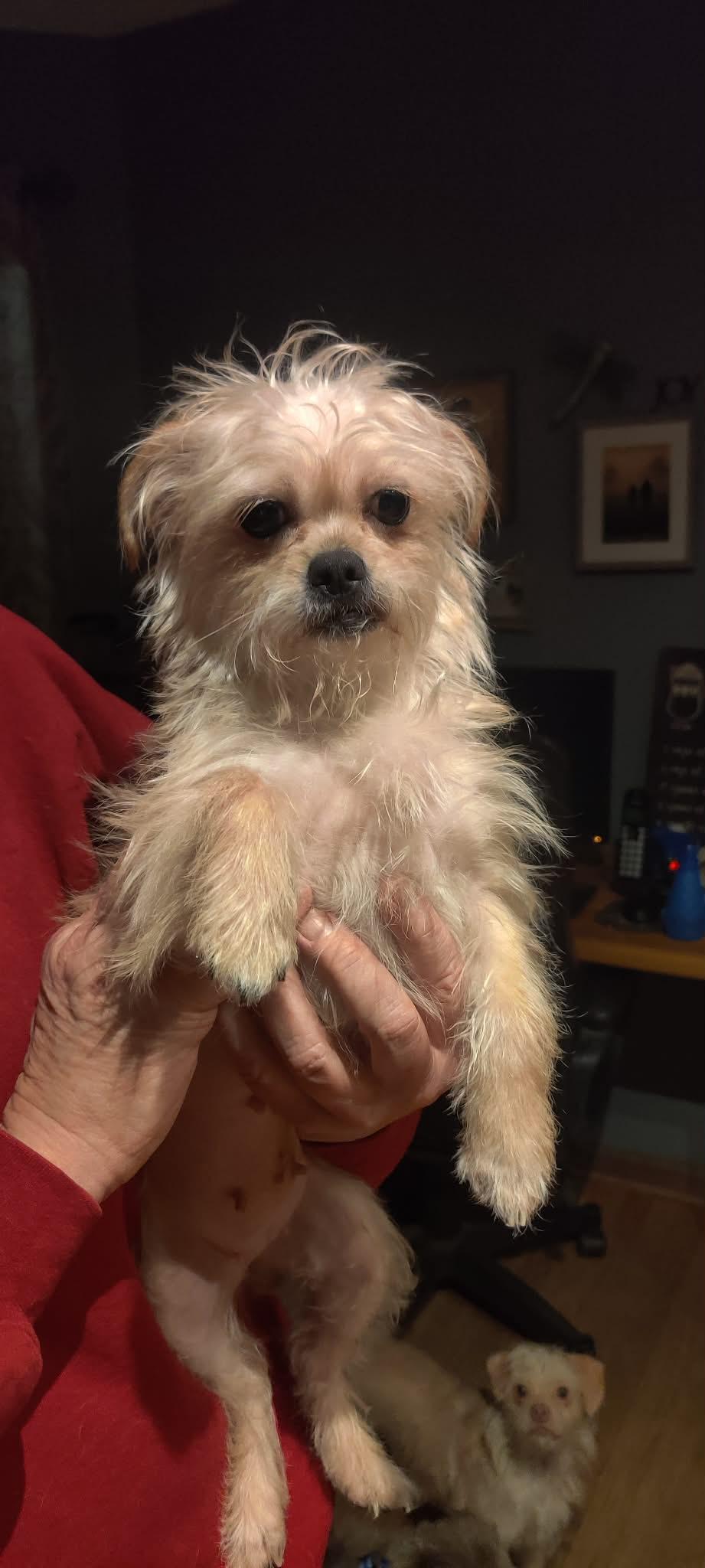 Adele, a ADOPTABLE mixed breed in Yorkville, IL image 4/4