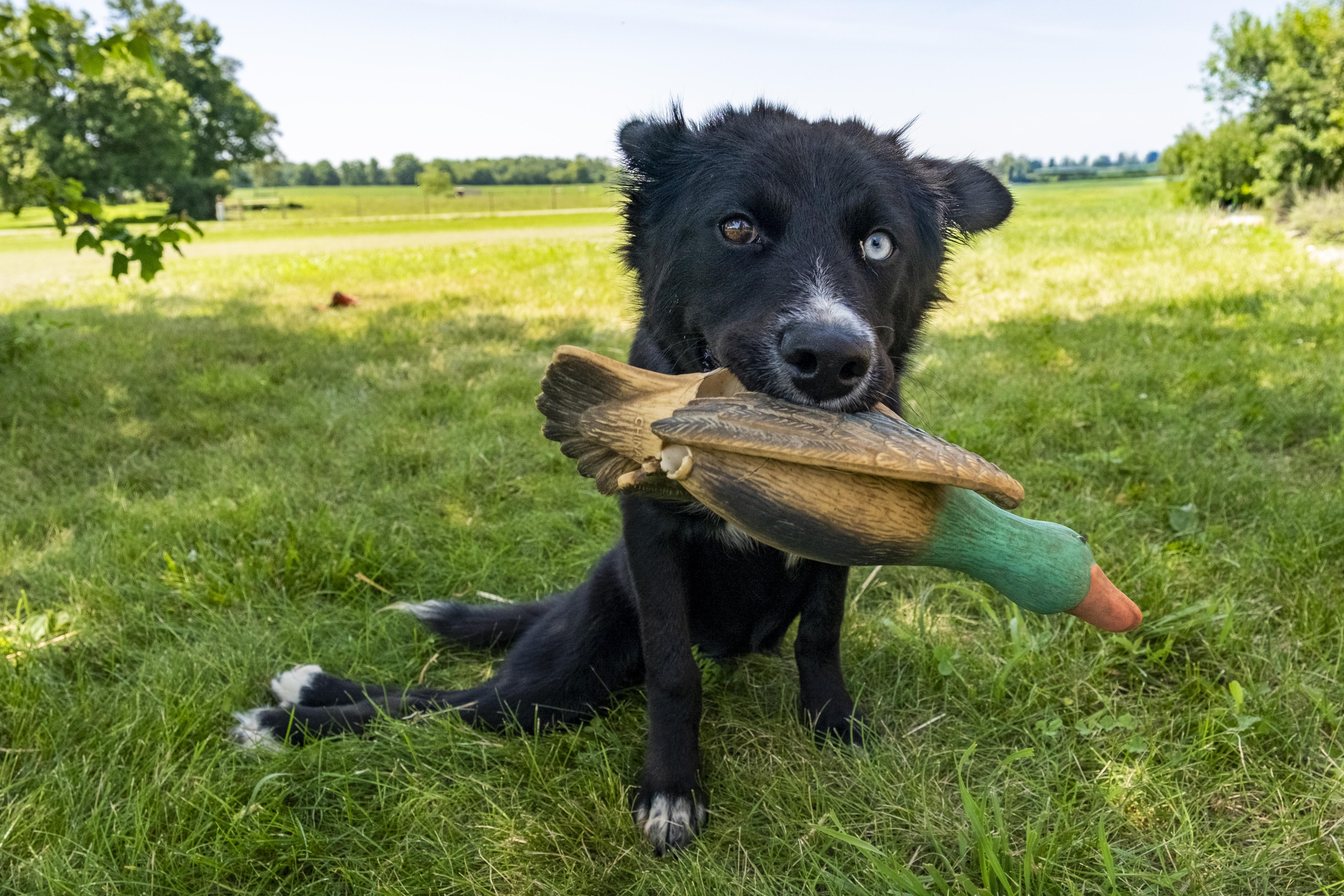 Enlarge Opal Light, a Adoptable mixed breed in Muncie, IN image 2/5