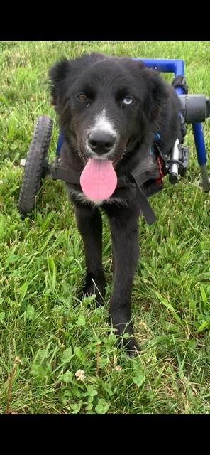 Enlarge Opal Light, a Adoptable mixed breed in Muncie, IN image 1/5