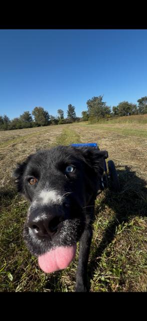 Enlarge Opal Light, a Adoptable mixed breed in Muncie, IN image 4/5