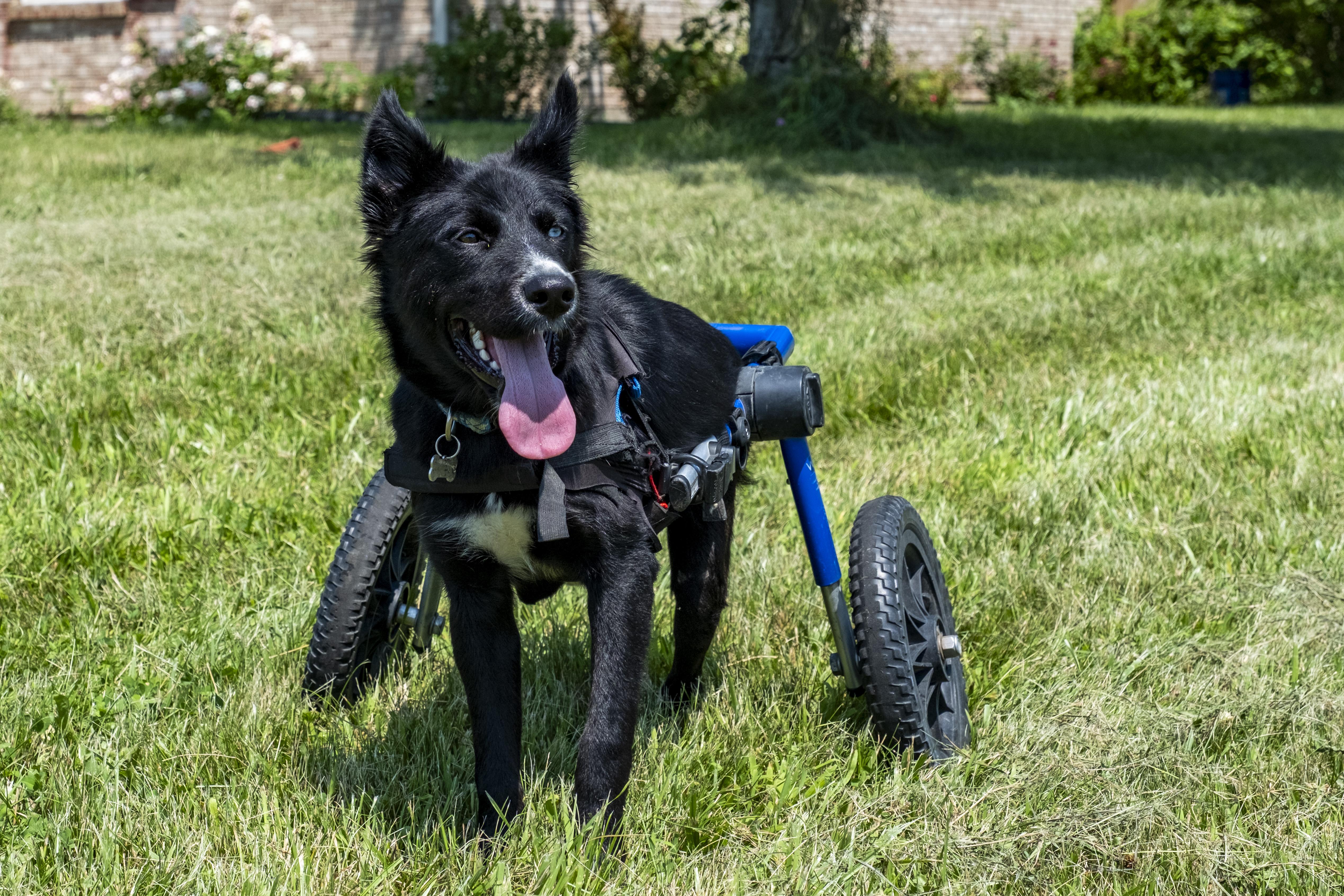 Enlarge Opal Light, a Adoptable mixed breed in Muncie, IN image 3/5