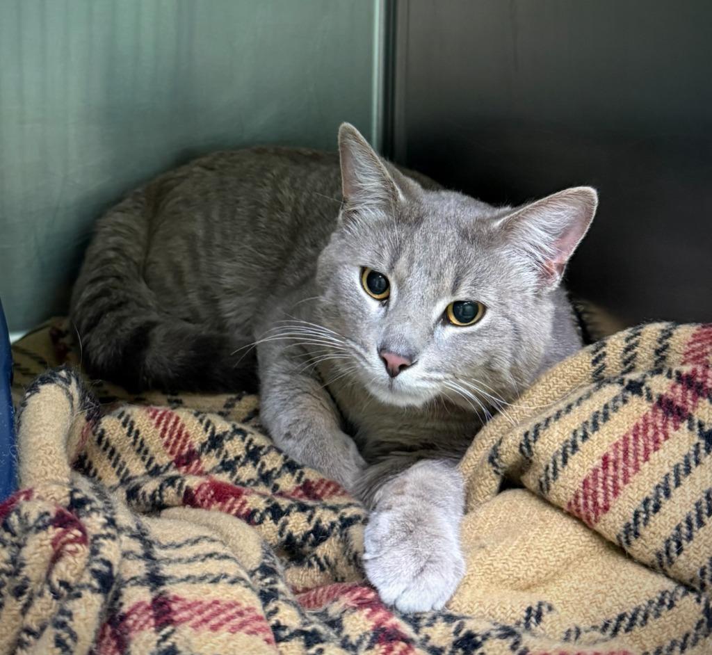J, Adoptable, Young Male Tabby.