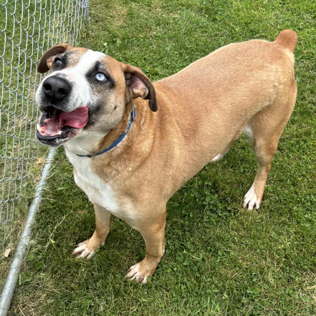 Chance, Adoptable, Adult Male Mixed Breed.