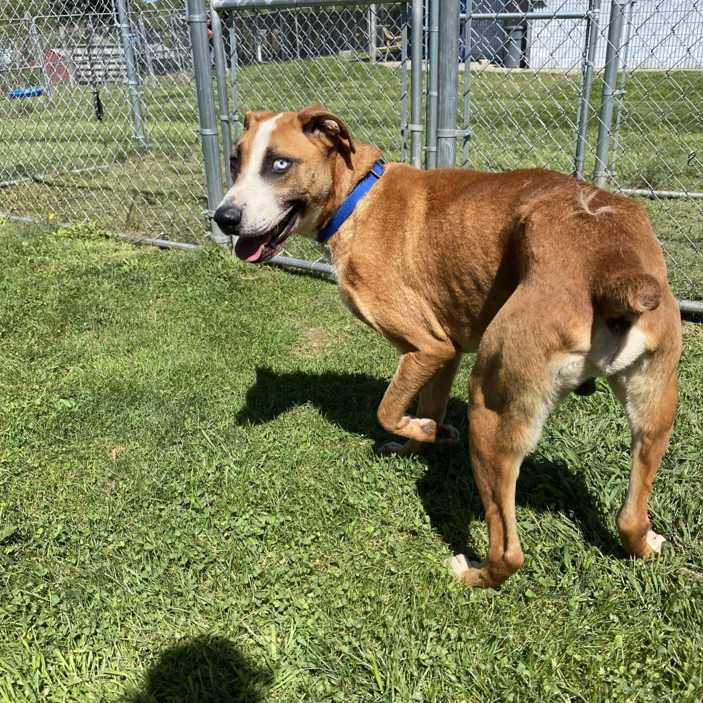 Enlarge Chance, a Adoptable Mixed Breed in Beckley, WV image 2/6
