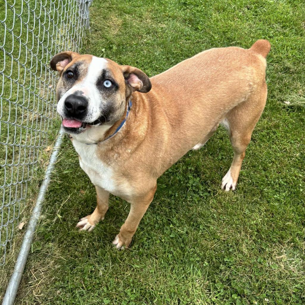 Enlarge Chance, a Adoptable Mixed Breed in Beckley, WV image 3/6