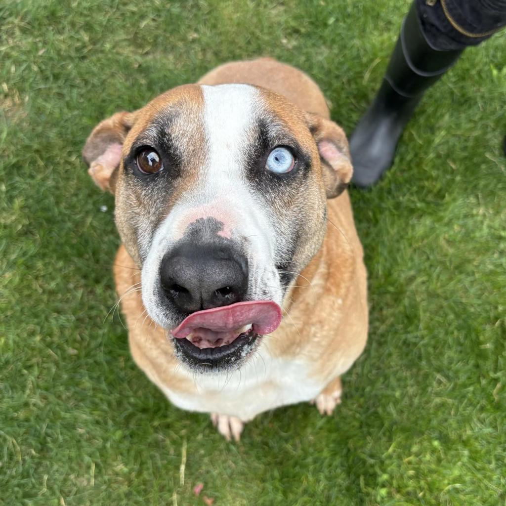 Enlarge Chance, a Adoptable Mixed Breed in Beckley, WV image 4/6