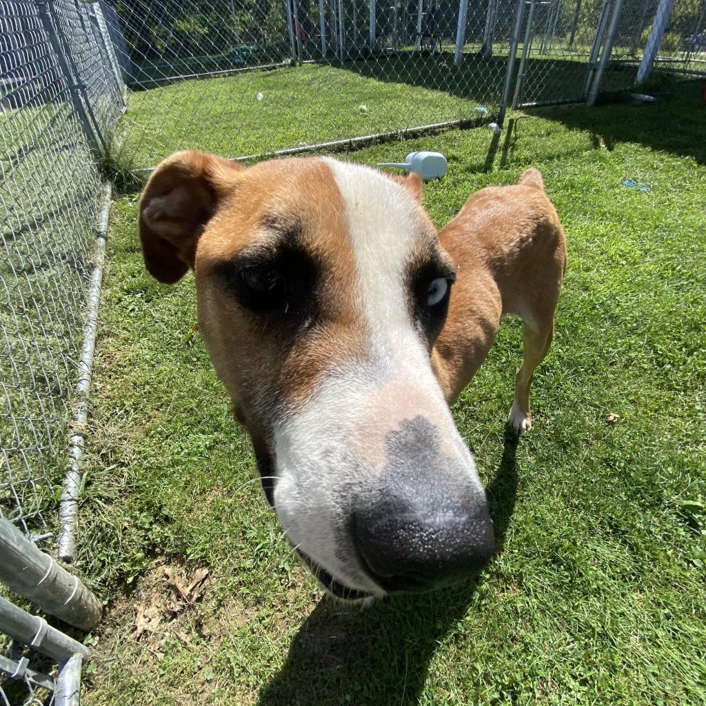 Enlarge Chance, a Adoptable Mixed Breed in Beckley, WV image 5/6