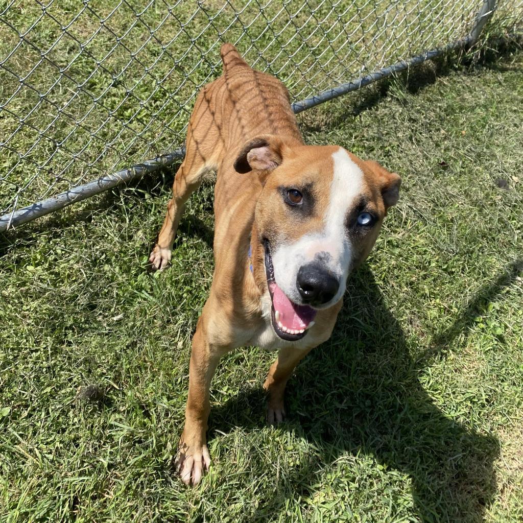 Enlarge Chance, a Adoptable Mixed Breed in Beckley, WV image 6/6