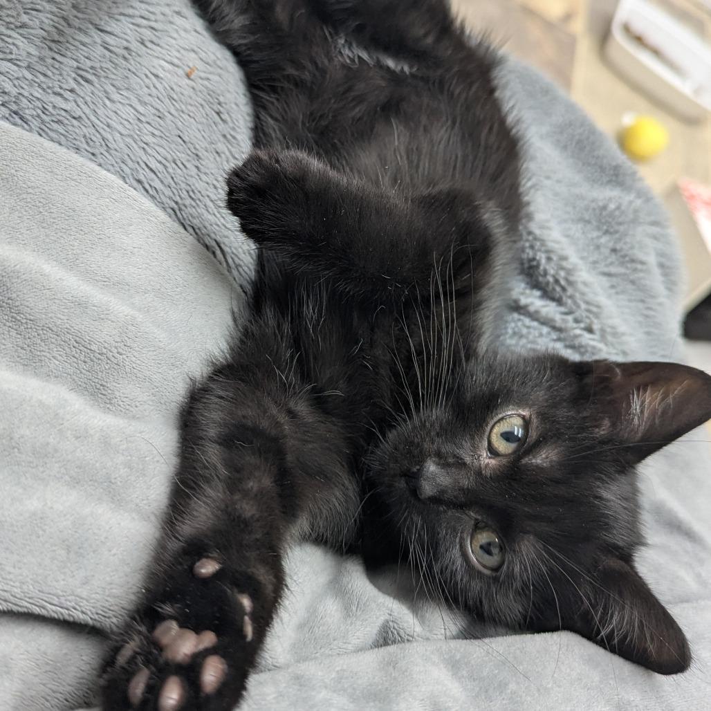 Dime, Adoptable, Kitten Female Domestic Short Hair.
