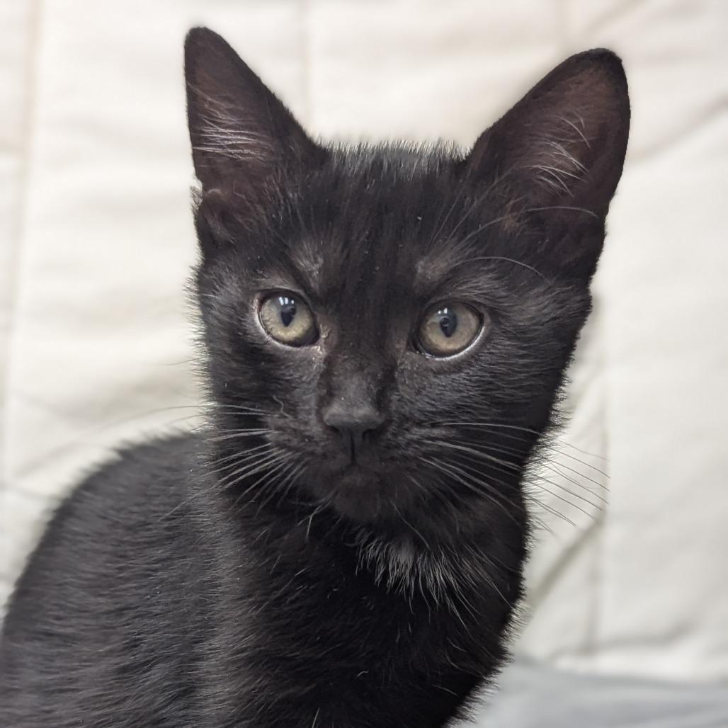 Enlarge Dime, a Adoptable Domestic Short Hair in Abbotsford, BC image 2/6