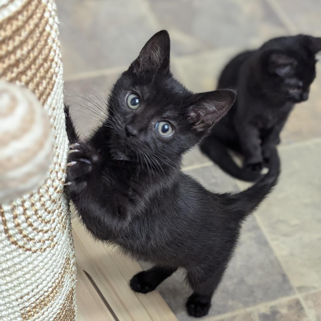 Enlarge Dime, a Adoptable Domestic Short Hair in Abbotsford, BC image 3/6