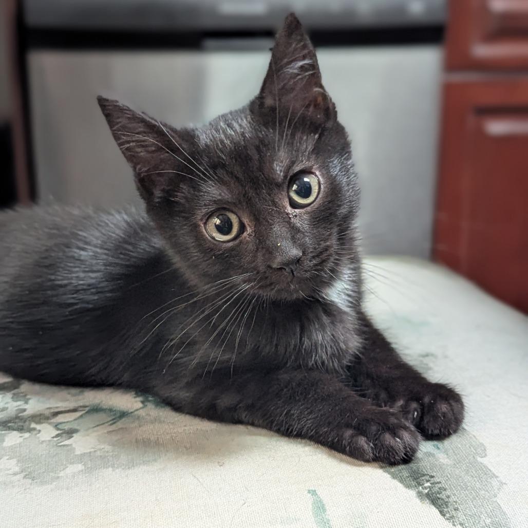 Enlarge Dime, a Adoptable Domestic Short Hair in Abbotsford, BC image 4/6