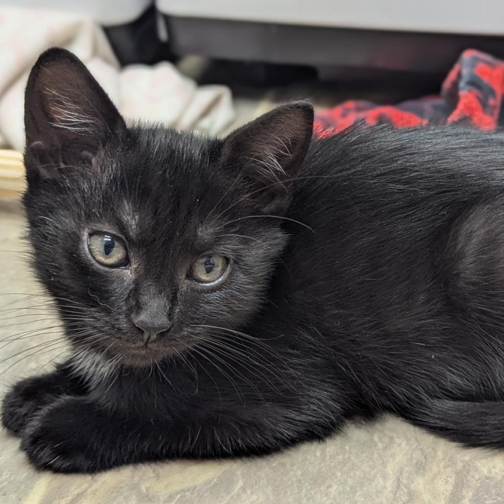 Enlarge Dime, a Adoptable Domestic Short Hair in Abbotsford, BC image 5/6