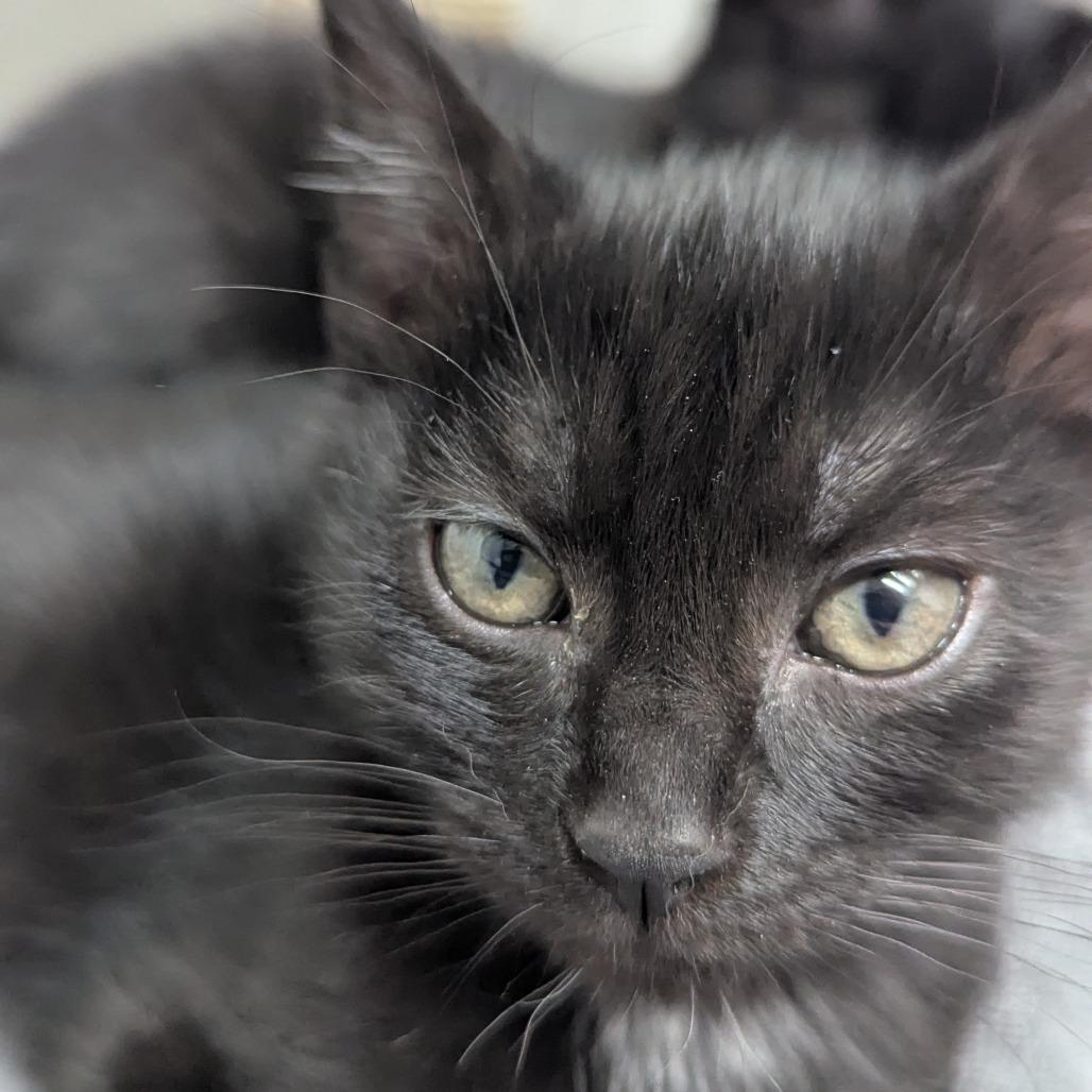 Enlarge Dime, a Adoptable Domestic Short Hair in Abbotsford, BC image 6/6