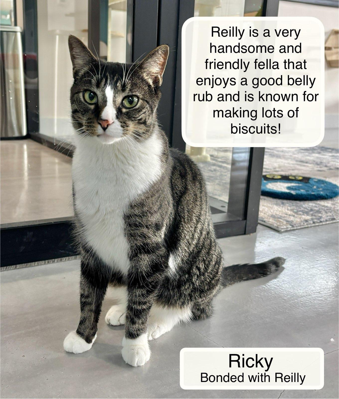 Enlarge Ricky & Reilly at Luna Cat Collective, a ADOPTABLE Domestic Short Hair in Ellicott City, MD image 2/3