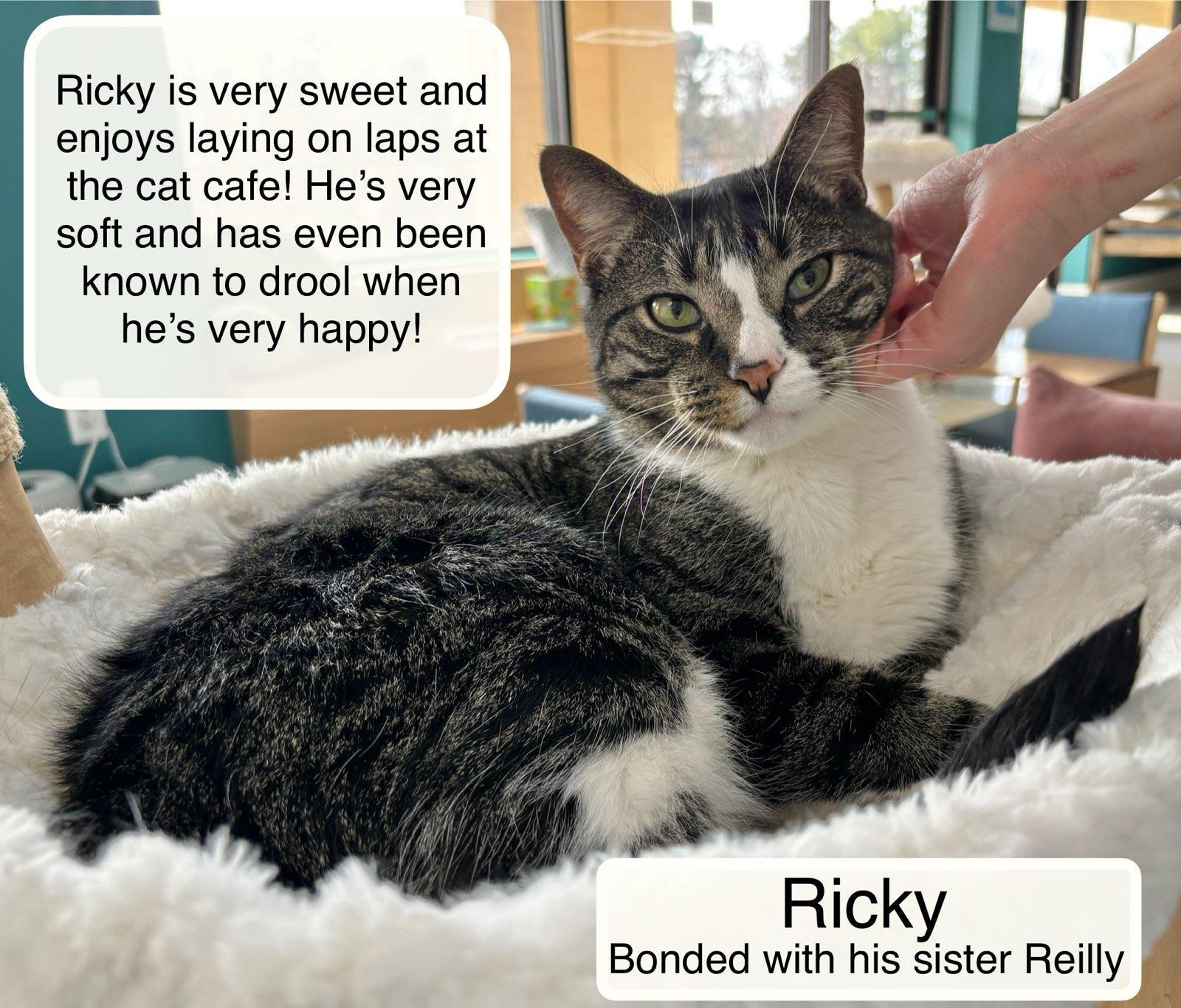 Ricky & Reilly at Luna Cat Collective, ADOPTABLE, Adult Male Domestic Short Hair.