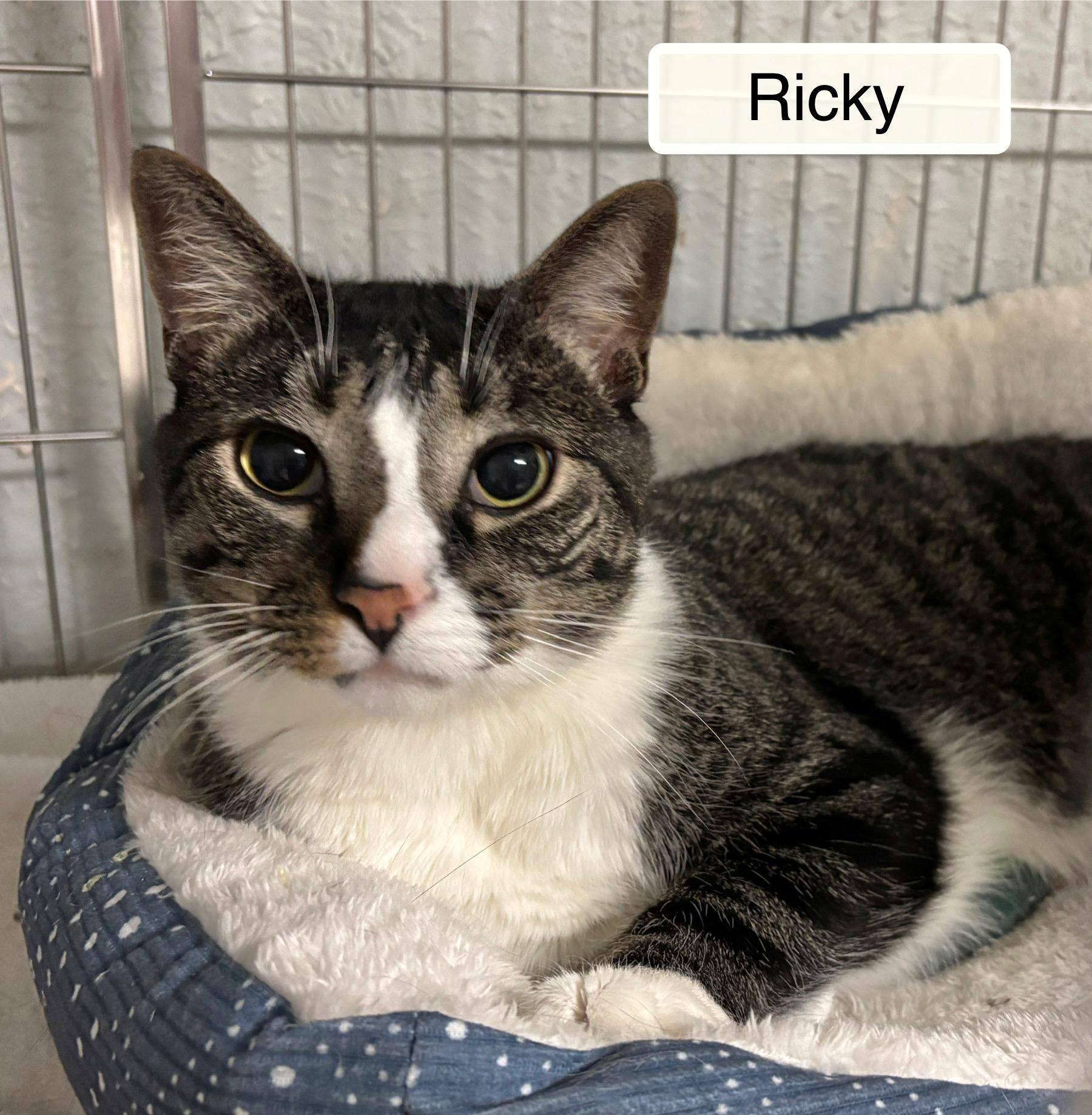 Enlarge Ricky & Reilly at Luna Cat Collective, a ADOPTABLE Domestic Short Hair in Ellicott City, MD image 3/3