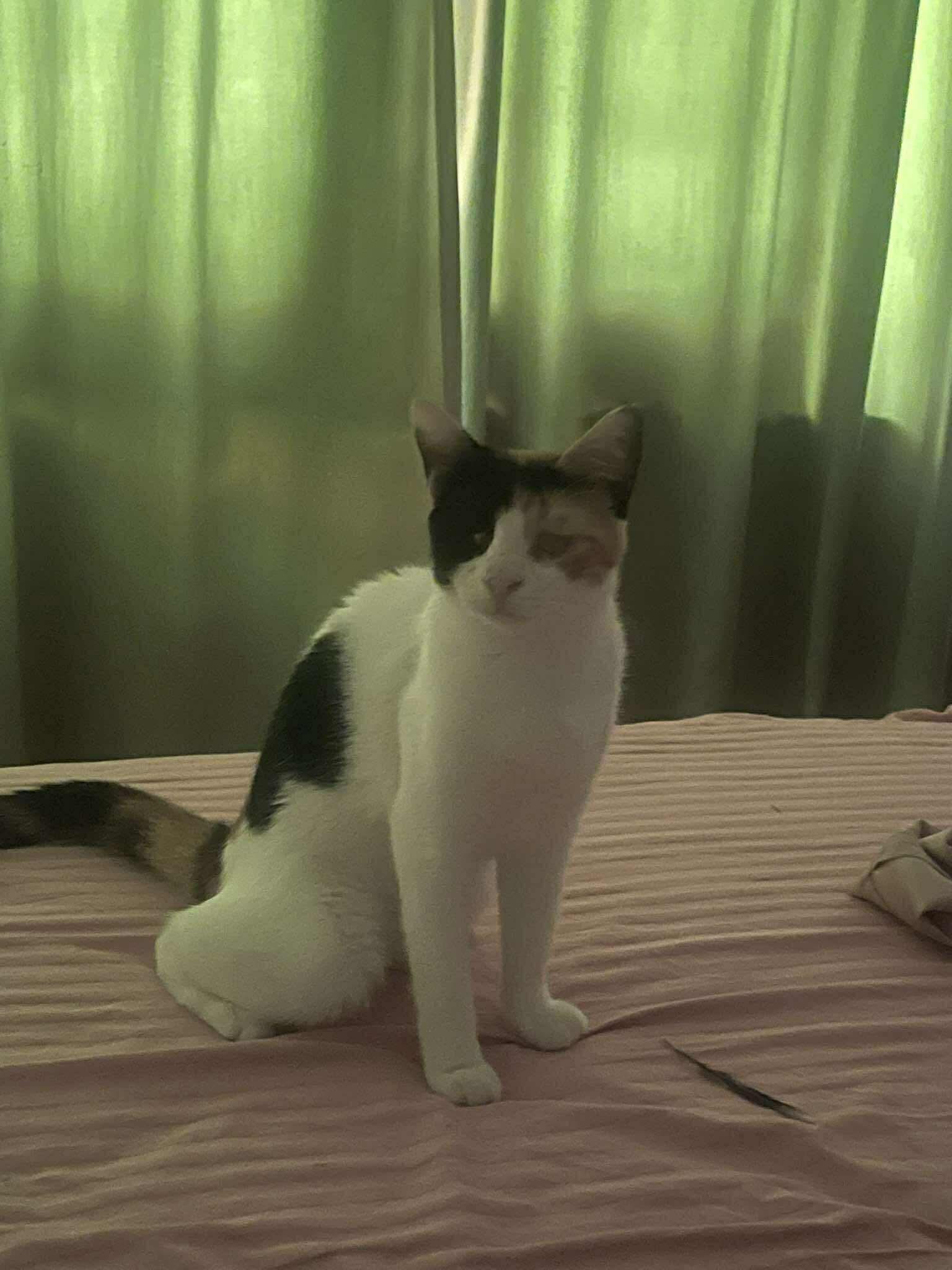 Mercy - Blind (only 10% vision), Adoptable, Young Female Domestic Short Hair.