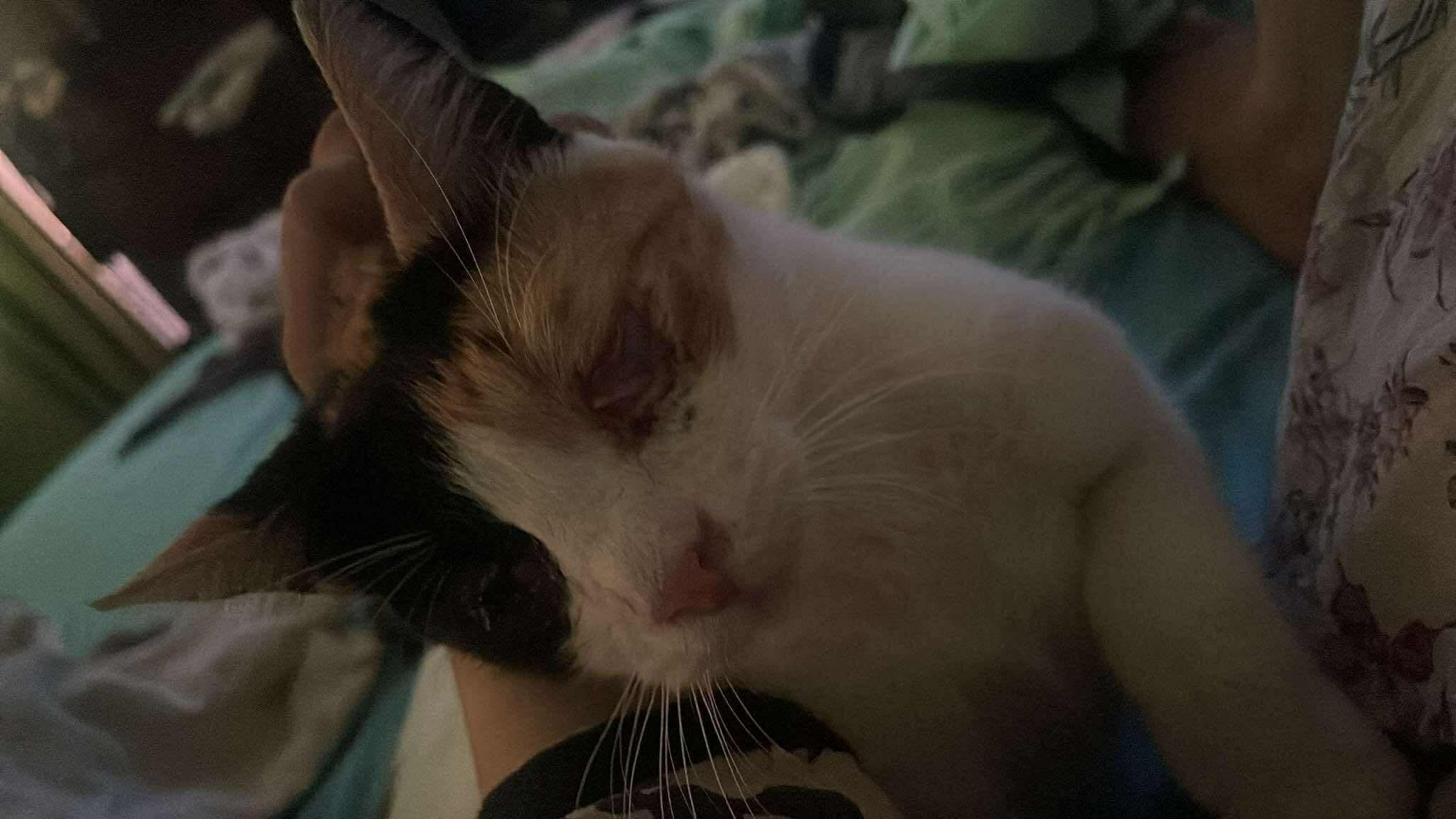 Enlarge Mercy - Blind (only 10% vision), a Adoptable Domestic Short Hair in Brampton, ON image 5/6