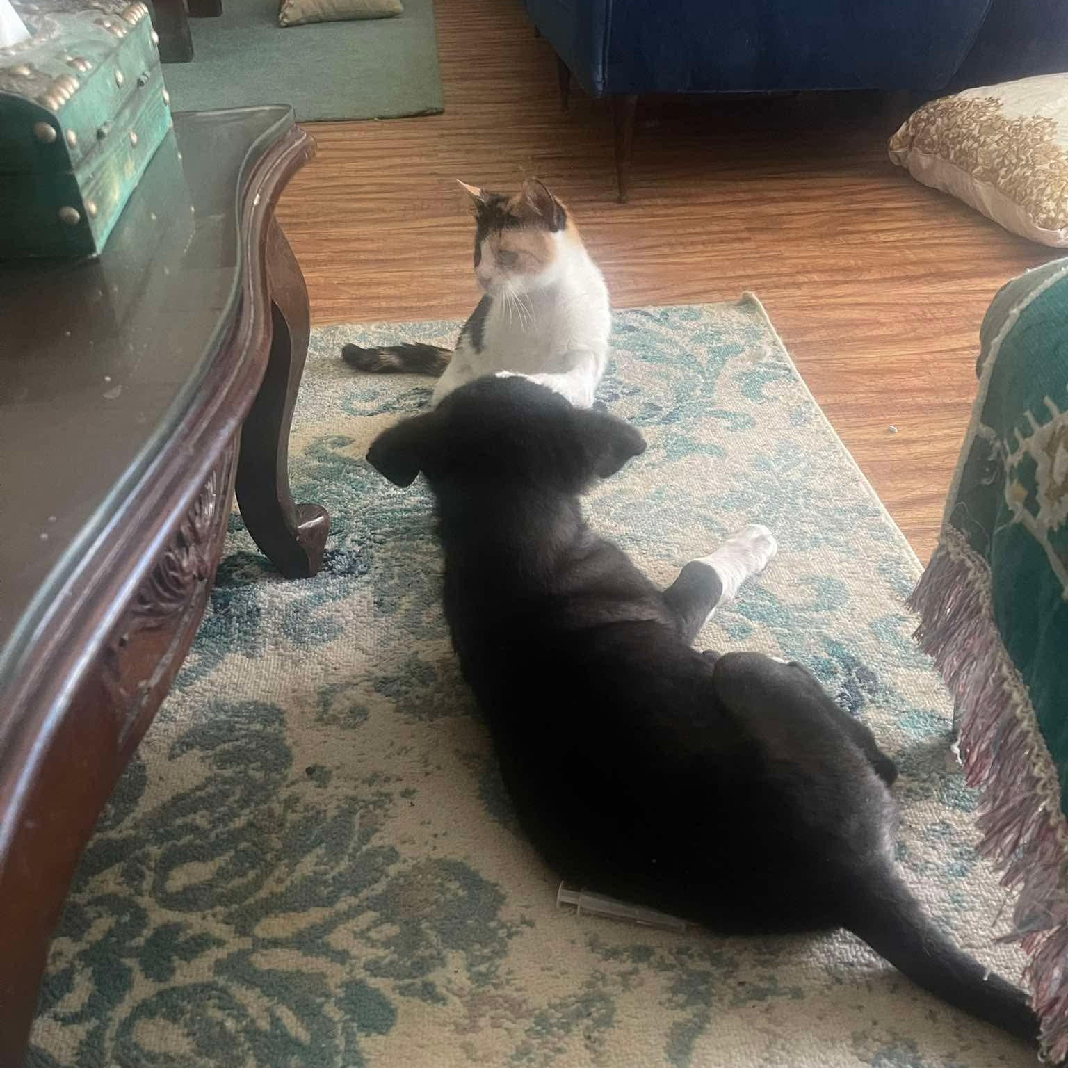 Enlarge Mercy - Blind (only 10% vision), a Adoptable Domestic Short Hair in Brampton, ON image 4/6